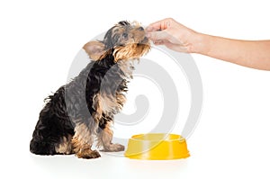 A person feeding puppy of Yorkshire terrier hands