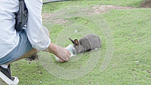 Person feeding rabbit from a bottle in grassland environment