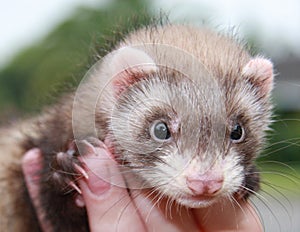 Person with ferret