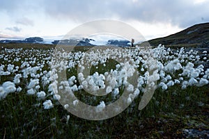 Person in a field of beautiful white flowers surrounded by high rocky mountains in Finse, Norway