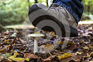 A person in forest trample the amanita mushroom. Concept of the danger of mushroom poisoning.