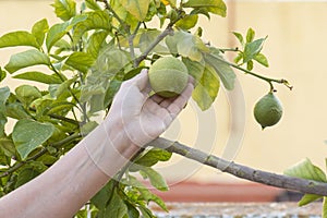 person grabs a lemon on the tree