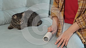 person with gray striped cat cleaning couch at home. Woman removing hair from blue velour sofa.