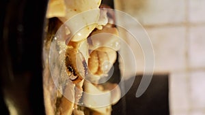 person grilling an adriatic sea squid on a gril on a home kitchen stove