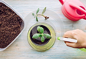 Person growing and planting Crassula ovata  jade plant  lucky plant  money plant or money tree from piece.