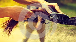 Person hand brushing horse hair on tail