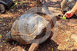 Person hand feeding aldabra giant tortoise on Prison island, Zanzibar, Tanzania
