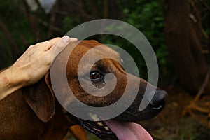 Person hand holding a dog chin. Green grass and yellow background