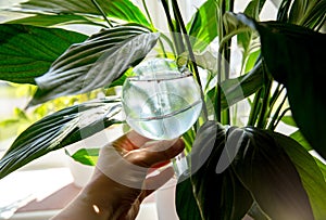 Person hand insert round transparent self watering device globe inside potted peace lilies Spathiphyllum plant soil in home interi