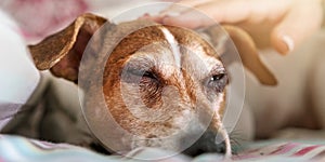 Person hand with manicure pets sleepy puppy lying on blanket