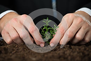 Person Hand Planting Small Tree