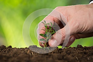 Person Hand Planting Small Tree