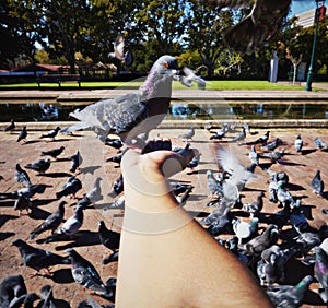 Person, hand and rock pigeon in park for bird, feed and fly with wings for wildlife, nature outdoor and pond. Animal