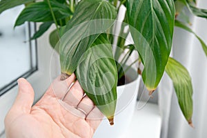 Person hand show houseplant leaf tips turning brown on Spathiphyllum commonly known as spath or peace lilies.