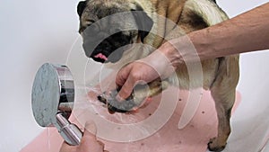 Person hands wash funny pug dog paws with shower in bath at bathroom after walking, close up.