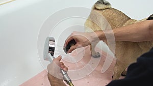 Person hands wash funny pug dog paws with shower in bath at bathroom after walking, close up