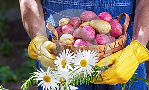 Person Holding Basket of Freshly Harvested Potatoes