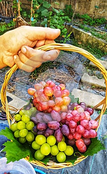 A person holding a basket full of grapes. translucent grapes closeup.