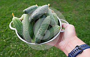 A person is holding a bowl full of cucumbers. Close up