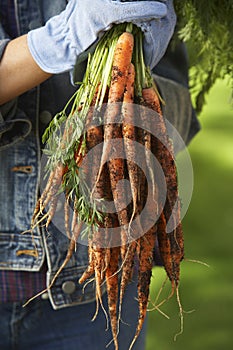 Person Holding Bunch Of Carrots photo