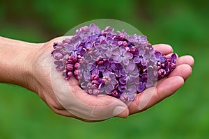 Person holding a bunch of purple flowers as a gesture