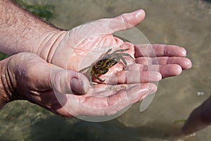 Person holding crab in hands