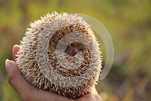 Person Holding Cute Hedgehog in Hand Scared Spiny Mammal