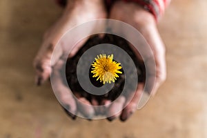 Person holding a dandelion in rich fertile earth