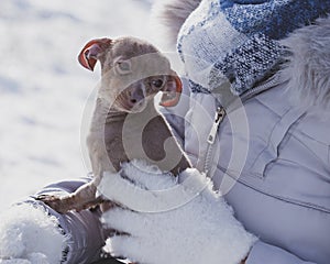 Person holding dog during winter