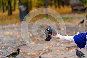 The person is holding a dove on the hand. Feeds pigeons in the park. Tame a pigeon