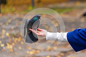 The person is holding a dove on the hand. Feeds pigeons in the park. Tame a pigeon