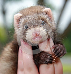 Person holding ferret