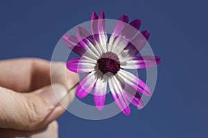 Person holding flower