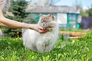 Person Holding Fluffy Himalayan Cat Outdoors