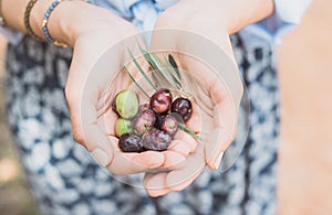 Person Holding Fresh Olives