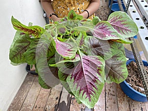 A person holding freshly farmed chinese spinach amaranth using hydroponic  system
