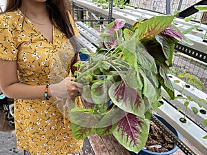 A person holding freshly farmed chinese spinach amaranth using hydroponic  system