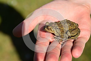 Person holding a green frog.