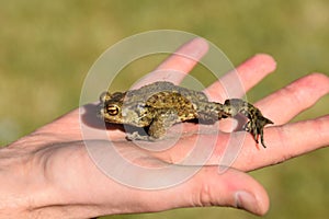 Person holding a green frog.