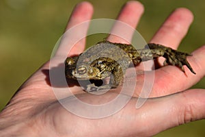 Person holding a green frog.