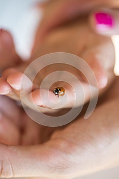 Person holding a ladybird on one finger