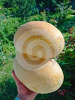 A person holding a large melon in their hand photo