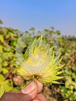 a person holding a leaf