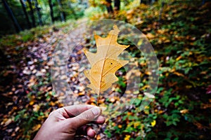 Person holding leaf