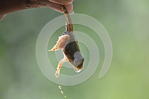 A person holding the leg of a frog