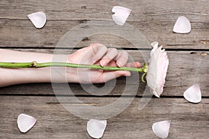 Person holding light pink rose flower and beautiful rose petals on wooden table