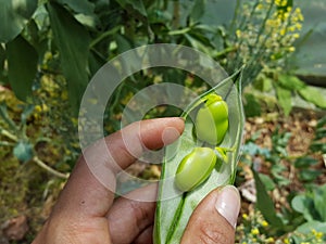 Person holding open fava bean (broad bean) pod