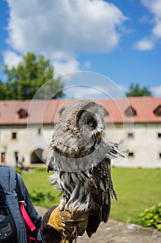 Person holding an owl with messed up feathers