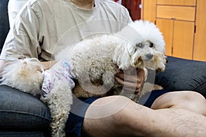 Person holding pet dog wearing diapers with incontinent health issue, to overcome wetting of fabric on sofa