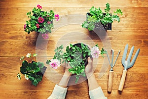 Person holding potted plant on a rustic table